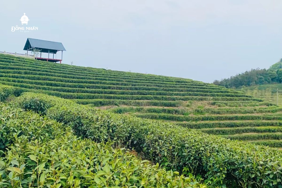 CÁC CHỨNG CHỈ QUỐC TẾ VỚI TRÀ ORGANIC Ở NHỮNG NƯỚC LỚN HIỆN NAY